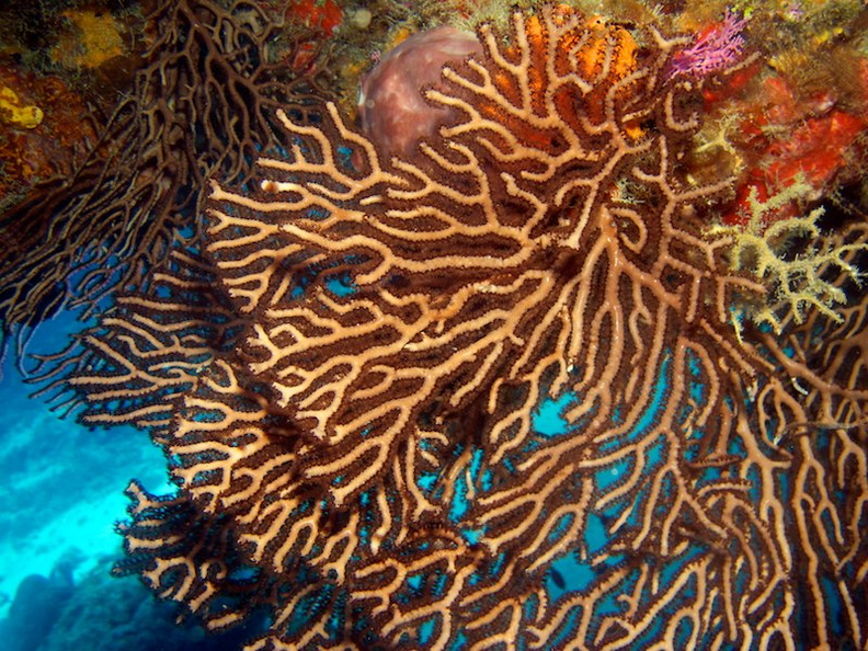 IMG_2901 Gorgonian Coral.jpg